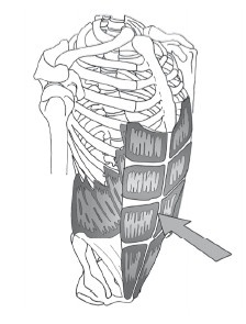 Иллюстрация к книге — Диагностика и лечение позвоночника. Уникальная система доктора А. М. Уриа [i_093.jpg]