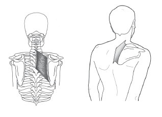 Иллюстрация к книге — Диагностика и лечение позвоночника. Уникальная система доктора А. М. Уриа [i_101.jpg]