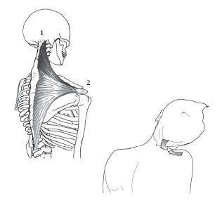 Иллюстрация к книге — Диагностика и лечение позвоночника. Уникальная система доктора А. М. Уриа [i_110.jpg]