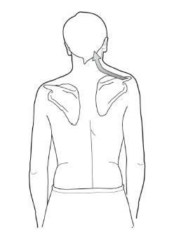 Иллюстрация к книге — Диагностика и лечение позвоночника. Уникальная система доктора А. М. Уриа [i_112.jpg]