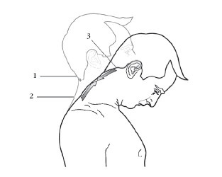 Иллюстрация к книге — Диагностика и лечение позвоночника. Уникальная система доктора А. М. Уриа [i_114.jpg]