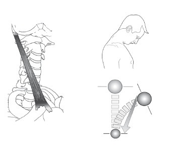 Иллюстрация к книге — Диагностика и лечение позвоночника. Уникальная система доктора А. М. Уриа [i_117.jpg]