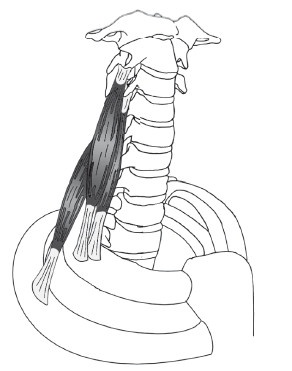 Иллюстрация к книге — Диагностика и лечение позвоночника. Уникальная система доктора А. М. Уриа [i_148.jpg]