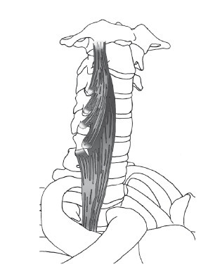 Иллюстрация к книге — Диагностика и лечение позвоночника. Уникальная система доктора А. М. Уриа [i_152.jpg]