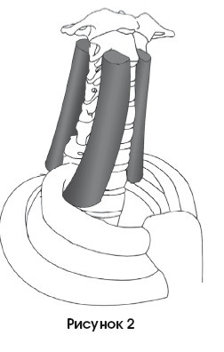 Иллюстрация к книге — Диагностика и лечение позвоночника. Уникальная система доктора А. М. Уриа [i_154.jpg]