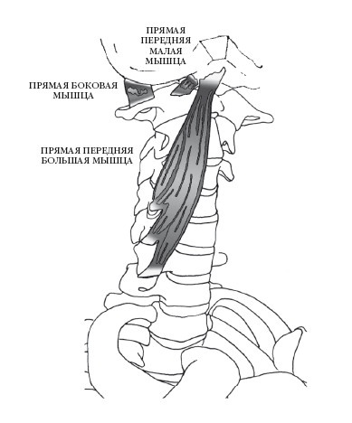 Иллюстрация к книге — Диагностика и лечение позвоночника. Уникальная система доктора А. М. Уриа [i_158.jpg]