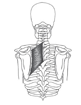 Иллюстрация к книге — Диагностика и лечение позвоночника. Уникальная система доктора А. М. Уриа [i_163.jpg]