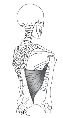 Иллюстрация к книге — Диагностика и лечение позвоночника. Уникальная система доктора А. М. Уриа [i_166.jpg]