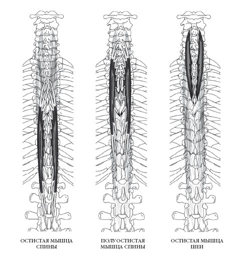 Иллюстрация к книге — Диагностика и лечение позвоночника. Уникальная система доктора А. М. Уриа [i_170.jpg]