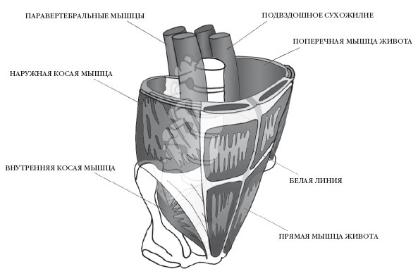 Иллюстрация к книге — Диагностика и лечение позвоночника. Уникальная система доктора А. М. Уриа [i_172.jpg]
