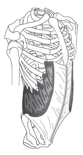 Иллюстрация к книге — Диагностика и лечение позвоночника. Уникальная система доктора А. М. Уриа [i_180.jpg]