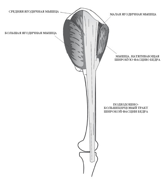 Иллюстрация к книге — Диагностика и лечение позвоночника. Уникальная система доктора А. М. Уриа [i_192.jpg]