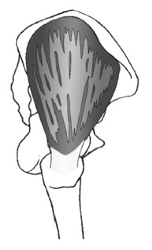 Иллюстрация к книге — Диагностика и лечение позвоночника. Уникальная система доктора А. М. Уриа [i_202.jpg]