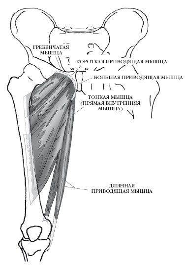 Иллюстрация к книге — Диагностика и лечение позвоночника. Уникальная система доктора А. М. Уриа [i_207.jpg]
