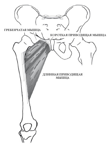 Иллюстрация к книге — Диагностика и лечение позвоночника. Уникальная система доктора А. М. Уриа [i_215.jpg]
