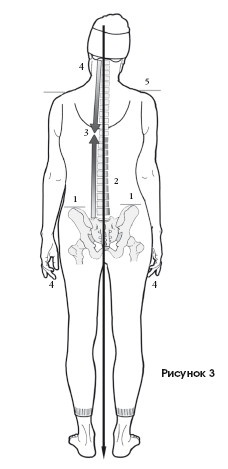 Иллюстрация к книге — Диагностика и лечение позвоночника. Уникальная система доктора А. М. Уриа [i_295.jpg]