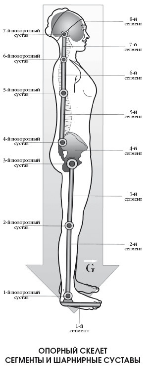 Иллюстрация к книге — Диагностика и лечение позвоночника. Уникальная система доктора А. М. Уриа [i_296.jpg]