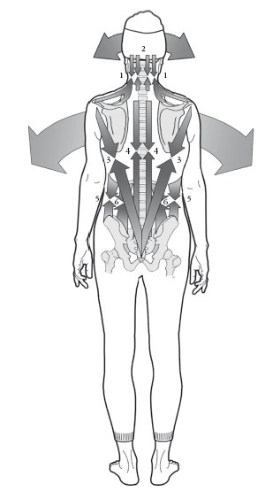 Иллюстрация к книге — Диагностика и лечение позвоночника. Уникальная система доктора А. М. Уриа [i_309.jpg]