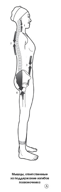 Иллюстрация к книге — Диагностика и лечение позвоночника. Уникальная система доктора А. М. Уриа [i_363.jpg]