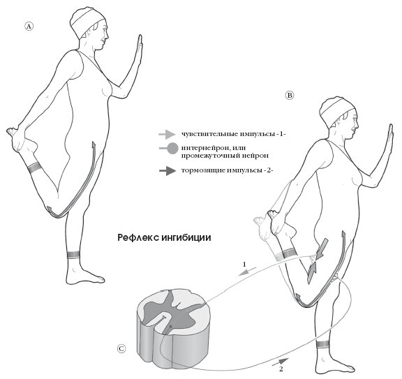 Иллюстрация к книге — Диагностика и лечение позвоночника. Уникальная система доктора А. М. Уриа [i_368.jpg]