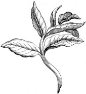 Иллюстрация к книге — Будущее Земли. Наша планета в борьбе за жизнь [i_007.jpg]