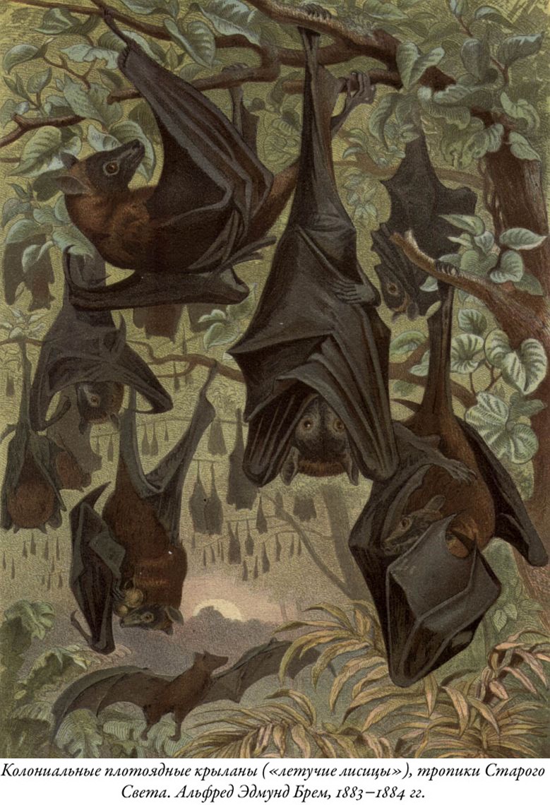 Иллюстрация к книге — Будущее Земли. Наша планета в борьбе за жизнь [i_016.jpg]