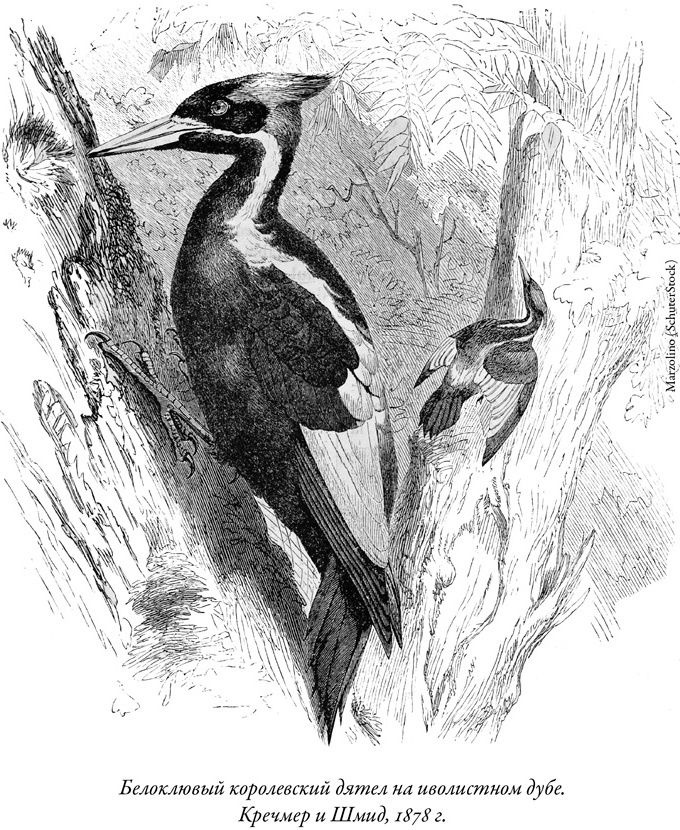 Иллюстрация к книге — Будущее Земли. Наша планета в борьбе за жизнь [i_022.jpg]