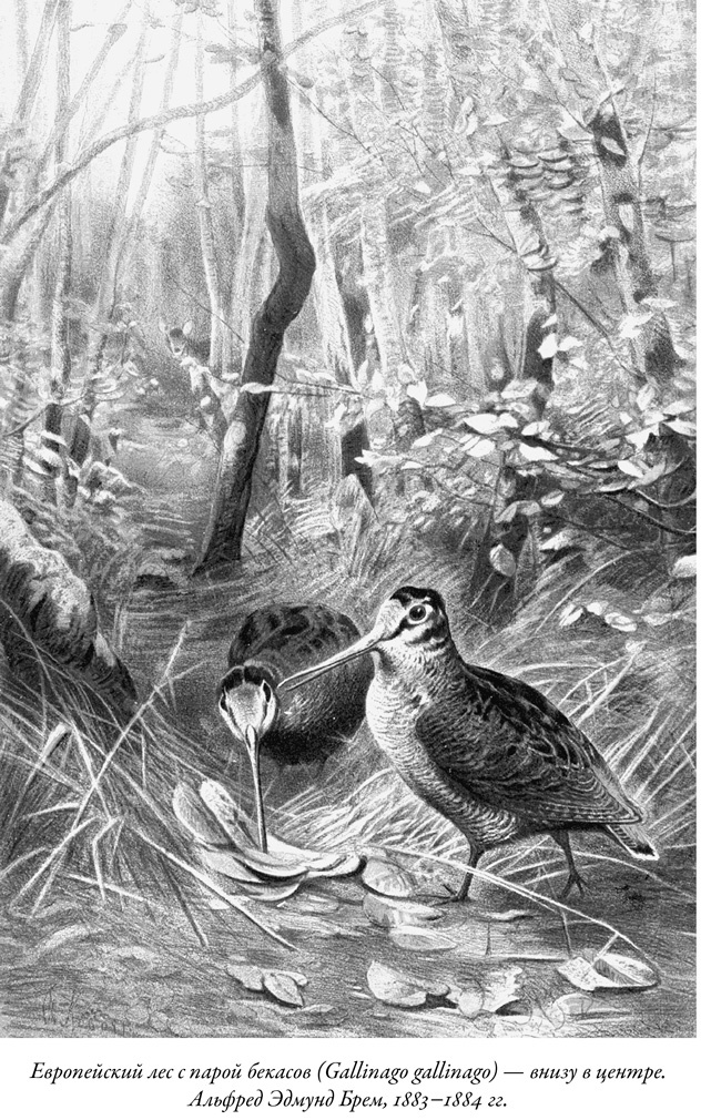 Иллюстрация к книге — Будущее Земли. Наша планета в борьбе за жизнь [i_028.jpg]