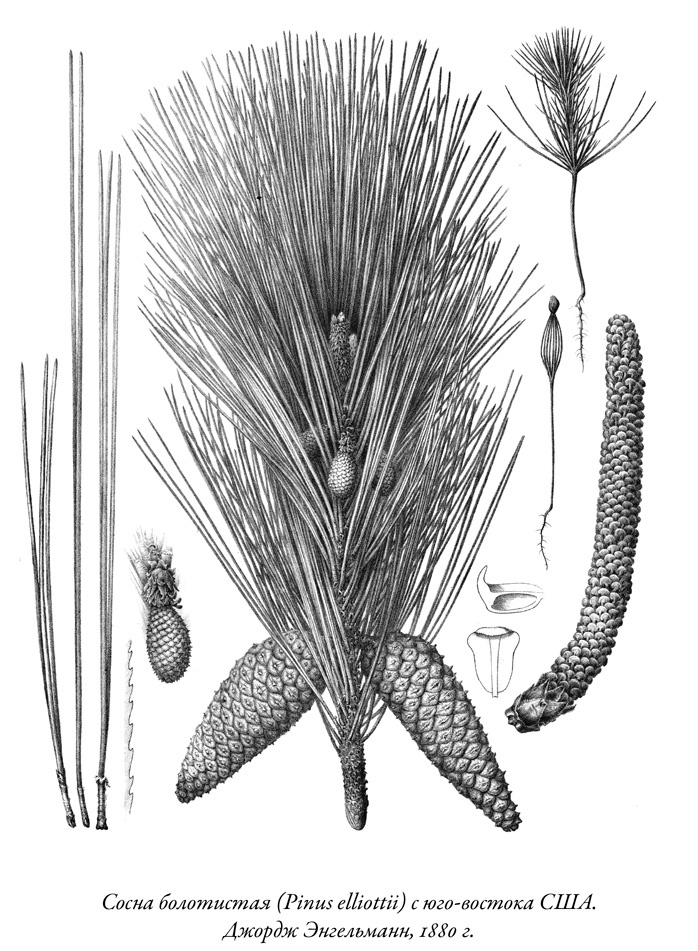 Иллюстрация к книге — Будущее Земли. Наша планета в борьбе за жизнь [i_032.jpg]