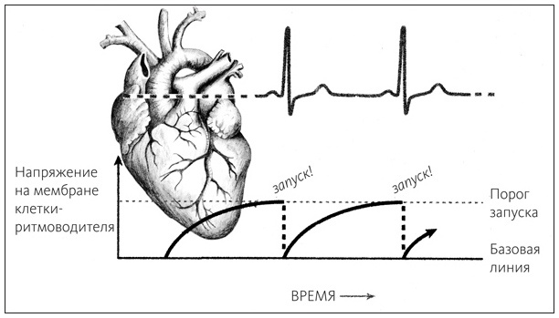 Иллюстрация к книге — Ритм вселенной. Как из хаоса возникает порядок [i_001.jpg]