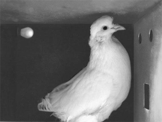 Иллюстрация к книге — Тайны мозга. Почему мы во все верим [_2.jpg]