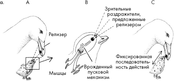 Иллюстрация к книге — Тайны мозга. Почему мы во все верим [_3.jpg]
