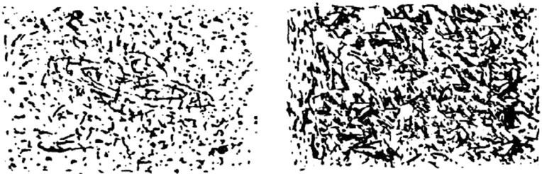 Иллюстрация к книге — Тайны мозга. Почему мы во все верим [_8.jpg]