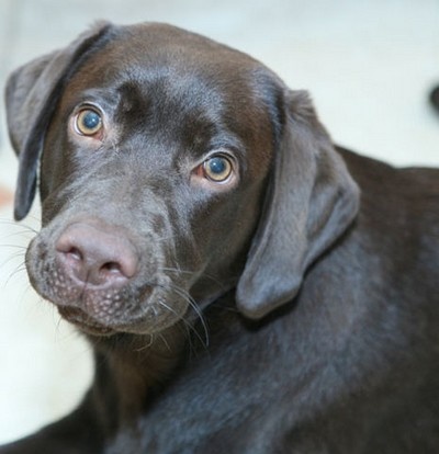 Иллюстрация к книге — Любовь к истории [i_012.jpg]