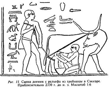 Иллюстрация к книге — Египтяне. Великие строители пирамид [image10.jpg]