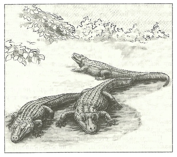 Иллюстрация к книге — Питомцы Зоопарка [i_004.jpg]