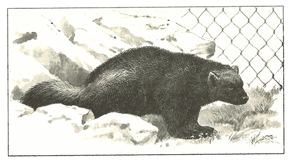 Иллюстрация к книге — Питомцы Зоопарка [i_008.jpg]