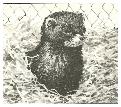 Иллюстрация к книге — Питомцы Зоопарка [i_009.jpg]