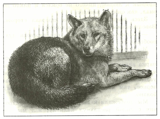 Иллюстрация к книге — Питомцы Зоопарка [i_012.jpg]