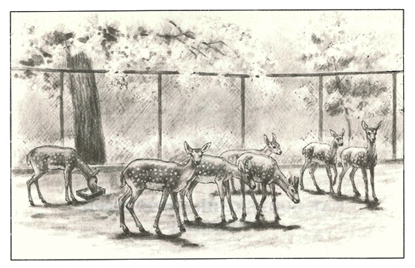 Иллюстрация к книге — Питомцы Зоопарка [i_015.jpg]