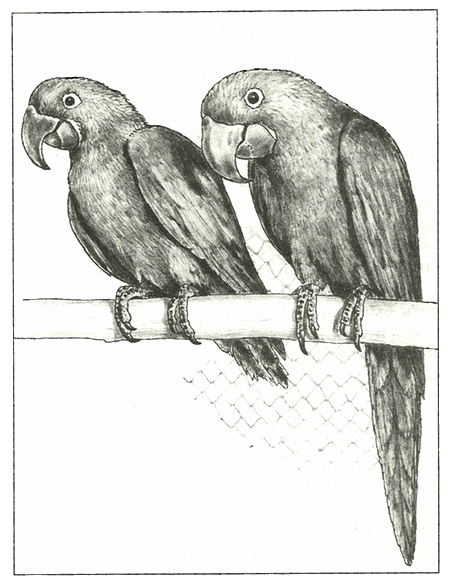 Иллюстрация к книге — Питомцы Зоопарка [i_022.jpg]