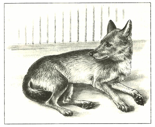 Иллюстрация к книге — Питомцы Зоопарка [i_025.jpg]