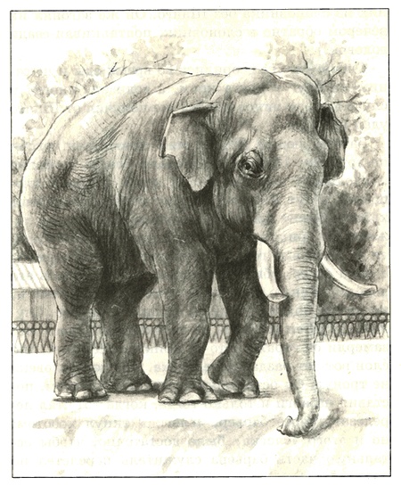 Иллюстрация к книге — Питомцы Зоопарка [i_029.jpg]