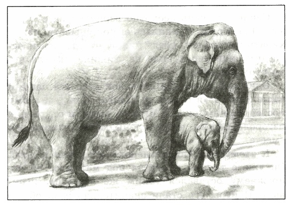 Иллюстрация к книге — Питомцы Зоопарка [i_030.jpg]