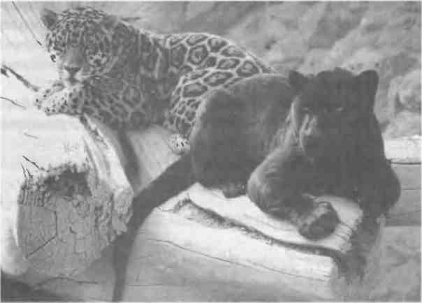 Иллюстрация к книге — Бесконечное число самых прекрасных форм [img_101.jpg]