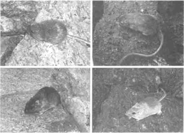 Иллюстрация к книге — Бесконечное число самых прекрасных форм [img_105.jpg]