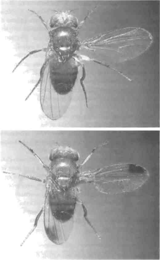 Иллюстрация к книге — Бесконечное число самых прекрасных форм [img_108.jpg]