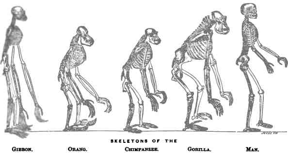 Иллюстрация к книге — Бесконечное число самых прекрасных форм [img_111.jpg]