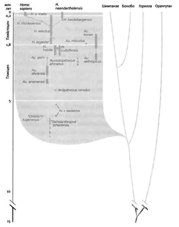 Иллюстрация к книге — Бесконечное число самых прекрасных форм [img_112.jpg]