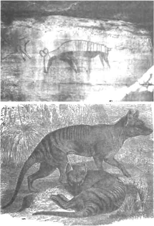 Иллюстрация к книге — Бесконечное число самых прекрасных форм [img_119.jpg]